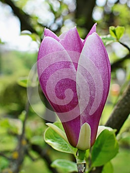 Magnolia flower bud