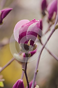 Magnolia flower bud