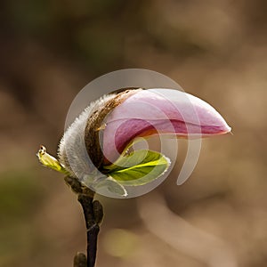 Magnolia flower bud