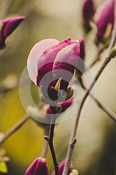 Magnolia flower bud