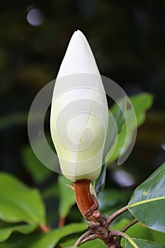 Magnolia flower bud in sunlight with dark background