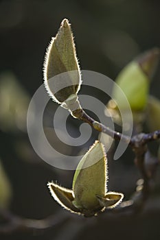 Magnolia flower buds ready to bloom