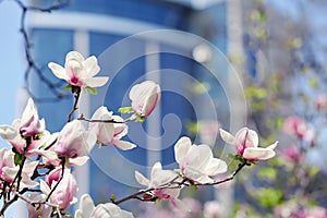 Magnolia flower in city park