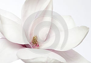 Magnolia flower photo