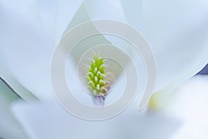 magnolia flower in closeup