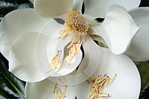 Magnolia flower detail with stamen shedding on petals