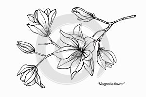 Magnolia flower drawing illustration. Black and white with line art.