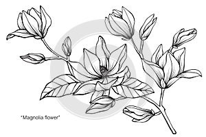 Magnolia flower drawing illustration. Black and white with line art.