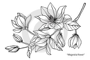 Magnolia flower drawing illustration. Black and white with line art.