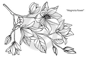 Magnolia flower drawing illustration. Black and white with line art.