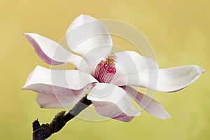 Magnolia flower photo