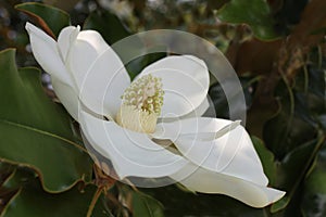 Magnolia Flower in Full Bloom