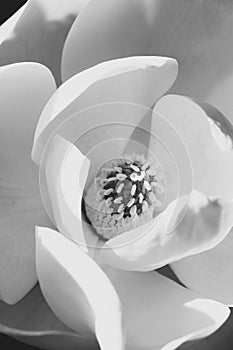 Magnolia flower in full bloom with stamen and carpels, black and white