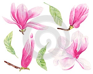 Magnolia flower hand drawn watercolor raster illustrations set