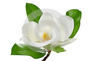 Magnolia flower with leaves on white background