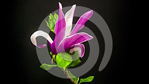 Magnolia flower (Magnolia virginiana) blossoming timelapse