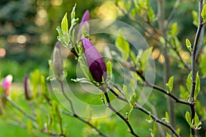 Magnolia flower in the morning