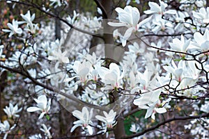Magnolia flower natural blooming branches for fresh spring design