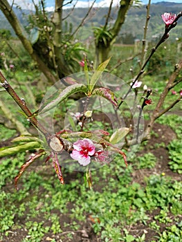 Magnolia flower on nature