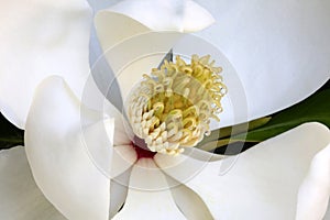 White Magnolia Flower with Nectar Drops, Macro photo