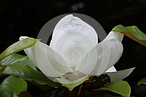 Magnolia flower open in sunlight with dark background