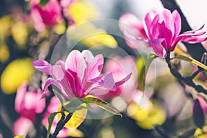 Magnolia flower in the park on dark background