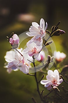 Magnolia flower in the park on dark background