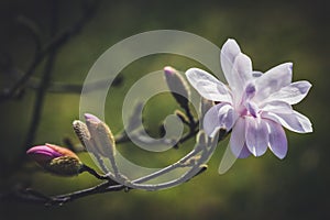 Magnolia flower in the park on dark background