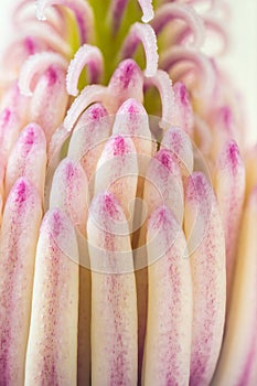 Magnolia flower pistil in spring