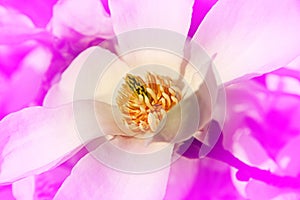 Magnolia flower