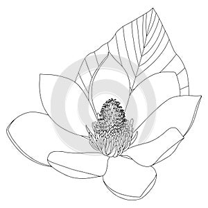 Magnolia flower sketch on white background. Floral botany. Hand drawn botanical illustration in black and white. Line