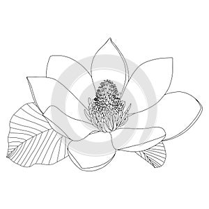 Magnolia flower sketch on white background. Floral botany. Hand drawn botanical illustration in black and white. Line