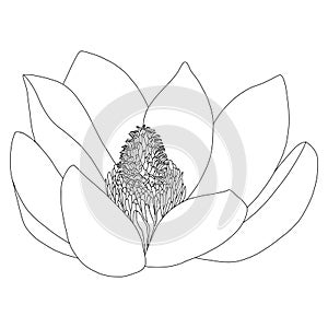 Magnolia flower sketch on white background. Floral botany. Hand drawn botanical illustration in black and white. Line