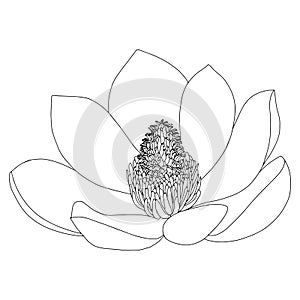 Magnolia flower sketch on white background. Floral botany. Hand drawn botanical illustration in black and white. Line