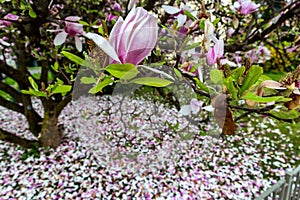 Magnolia flower in spring