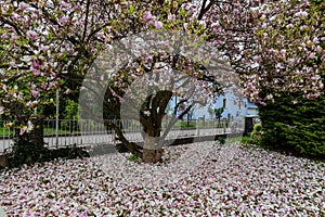 Magnolia flower in spring