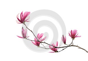 Magnolia flower spring branch isolated on white