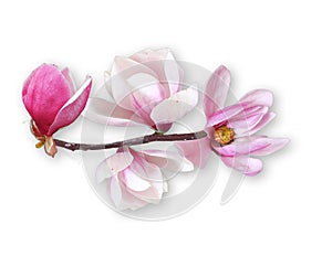 Magnolia flower, spring branch on white