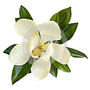 Magnolia Flower Top View Isolated on White photo