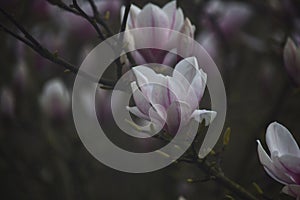 magnolia flower tree blossom, nature close up photography, garden