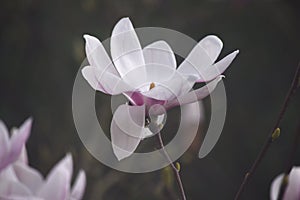 magnolia flower tree blossom, nature close up photography, garden