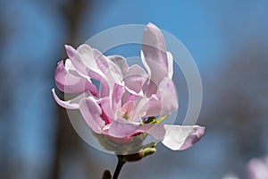 Magnolia flower on tree branch on blurred background. Blossoming flower with violet petals and green leaves