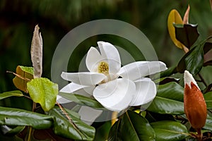 Magnolia flower tree and bud in spring rain