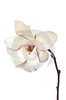 Magnolia Flower On White Background
