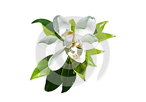 Magnolia