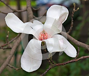 Magnolia flower wider dof