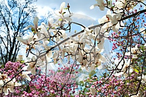 Magnolia flowering. Blossoming flowers of white and pink magnolia on the branches against the sky. Magnolia trees in the botanical