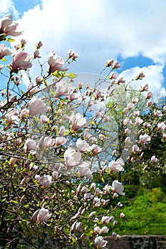 Magnolia flowering. Blossoming white magnolia flowers on the branches against the blue sky. Magnolia trees in the spring botanical