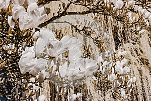 Magnolia flowering in infra red view
