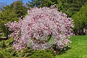 Magnolia flowering at Montreal Botanical Garden